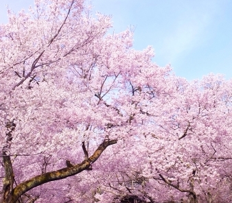 お花見で肌荒れ？注意すべきこととは