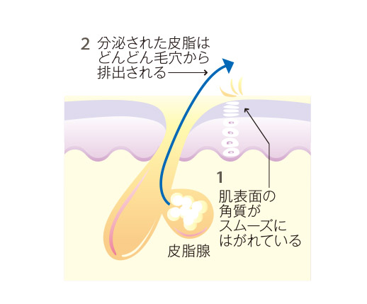 1肌表面の角質がスムーズにはがれている　2分泌された皮脂はどんどん毛穴から排出される