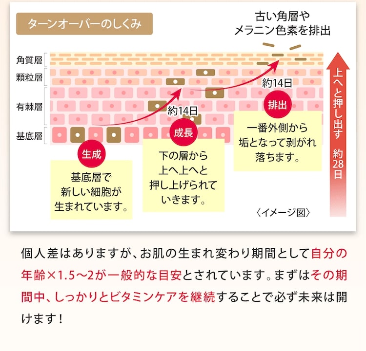 ターンオーバーのしくみ